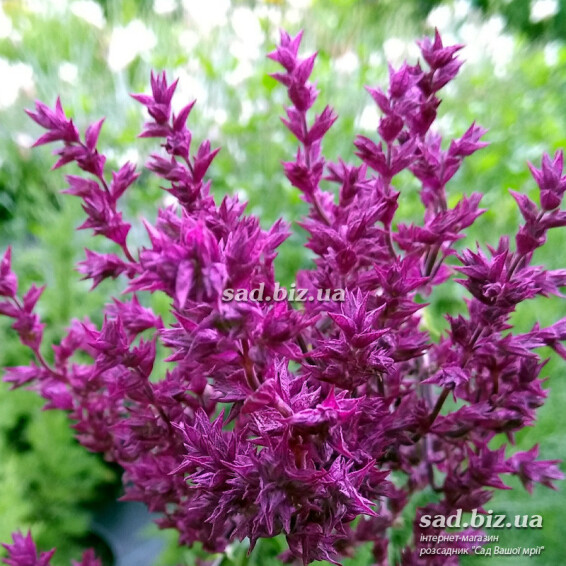 Шавлія лісова 'Schwellenburg' - 1