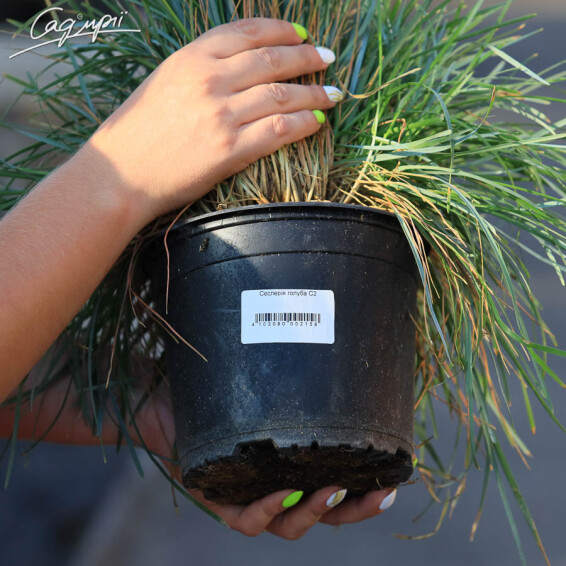 Сеслерія блакитна, C2 - - 7