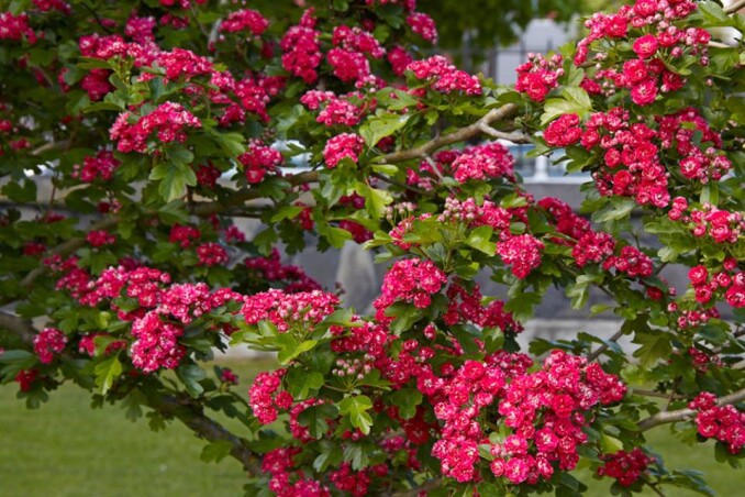 Боярышник 'Paul's Scarlett'