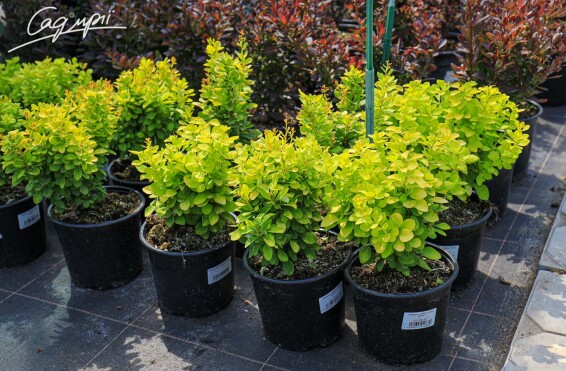 Барбарис Тунберга 'Golden Rocket' - 3 Барбарис Тунберга 'Golden Rocket' - 3