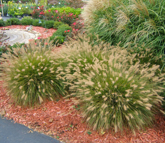 Пенісетум лисохвістний 'Hameln', С1 - - 8