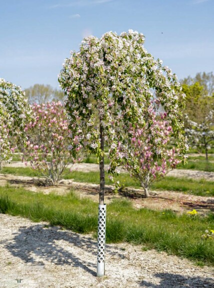 Яблуня 'Red Jade' - 9 Яблуня 'Red Jade' - 9