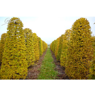 Граб звичайний