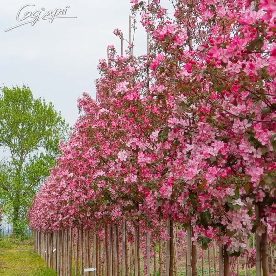 Яблоня 'Rudolph' - 1
