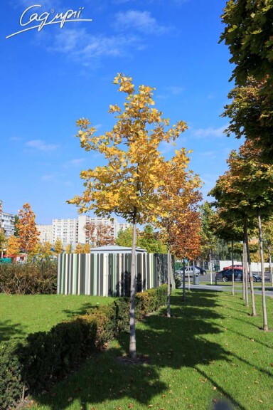 Лириодендрон тюльпановидный #3, С60 10-12--14--16 300-350 St. 1/2 - 3