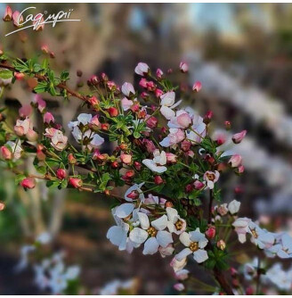 Спірея тунберга 'Fujino Pink'