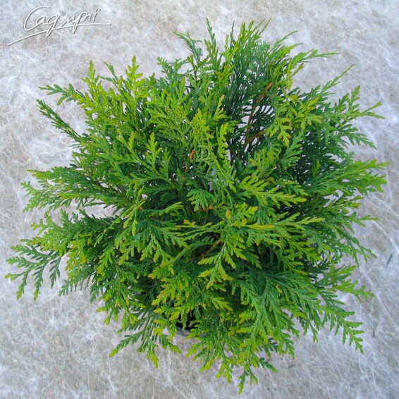 Туя западная 'Woodwardii' - 1 Туя западная 'Woodwardii' - 1