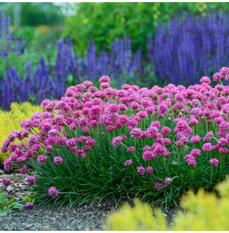 Армерія приморська