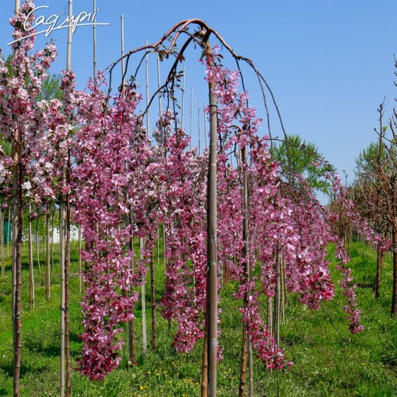 Яблоня плакучая 'Royal Beauty' #2, WRB 14--16 225-250 St. 200 - 6