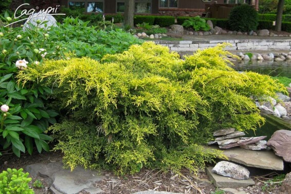 Можжевельник средний 'Pfitzeriana Glauca' #2, С43 - - 4