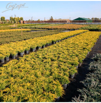 Можжевельник средний 'Old Gold'