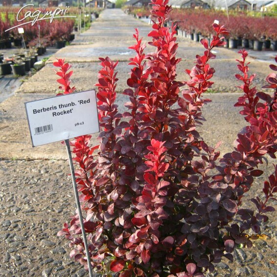 Барбарис Тунберга 'Red Rocket' #5, С12 100-150 - 8