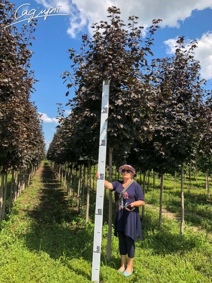 Клен платаноподібний 'Faassen's Black' #4, C60 12--14 350-400 St. 180-200 - 3