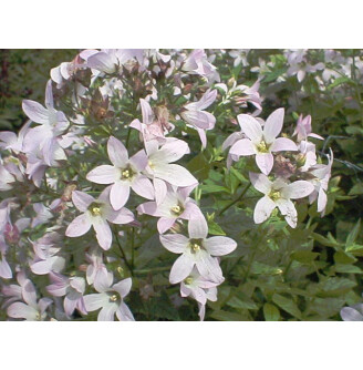 Дзвоник молочноквітковий 'Loddon Anna'