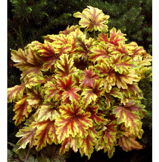 Гейхерела 'Golden Zebra'