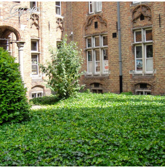 Плющ звичайний 'Hibernica'