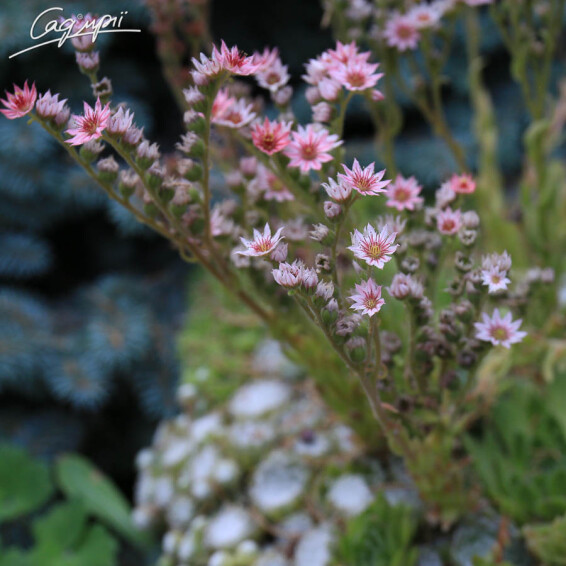 Молодило 'Spider 002' - 4