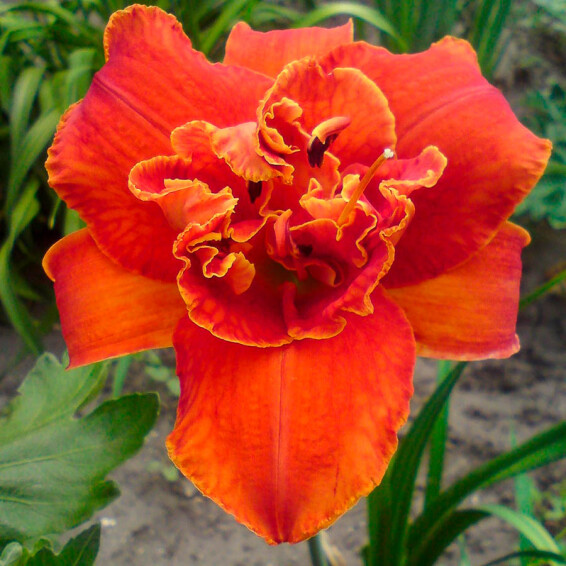 Лілейник 'Moses Fire' - 5