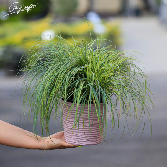 Осока повисла 'Blue Zinger' - 1 Осока повисла 'Blue Zinger' - 1