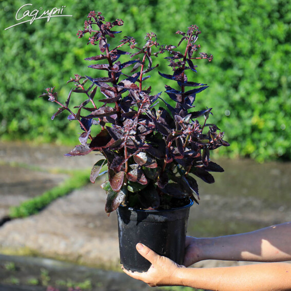 Очиток гібридний 'Jose Aubergine' ® - 4