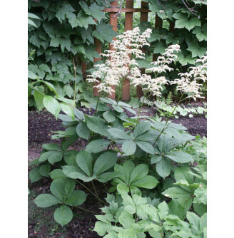 Роджерсія конськокаштанолиста