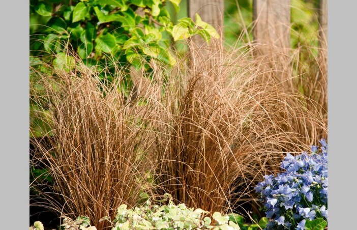 Отличный вечнозеленый злак - осока Буханана