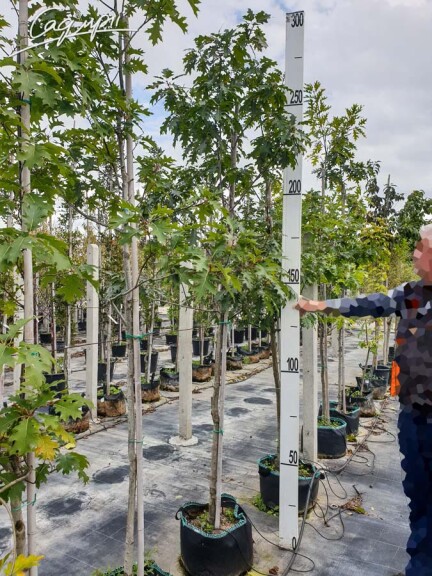 Дуб шарлаховый - 3