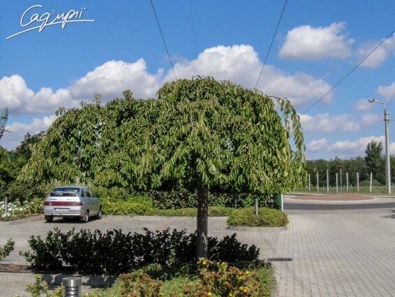 Вишня субхиртела 'Pendula' - 9