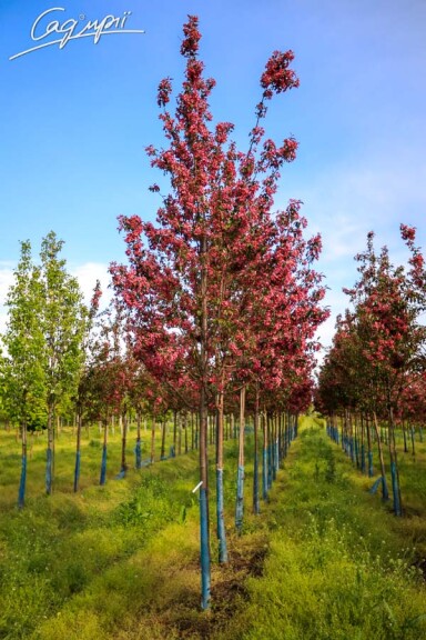 Яблуня 'Mokum' #1, WRB 16--18 600+ St. 150-175 - 1 Яблуня 'Mokum' #1, WRB 16--18 600+ St. 150-175 - 1