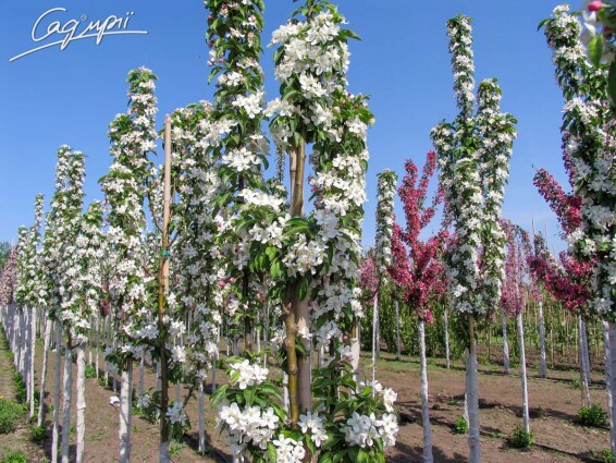 Яблоня 'Golden Hornet' - 10 Яблоня 'Golden Hornet' - 10