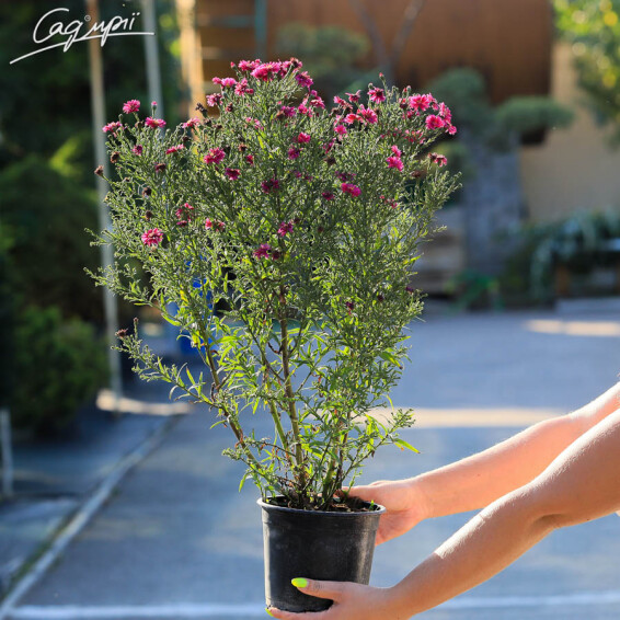 Айстра новобельгійська 'Royal Ruby' - 3 Айстра новобельгійська 'Royal Ruby' - 3