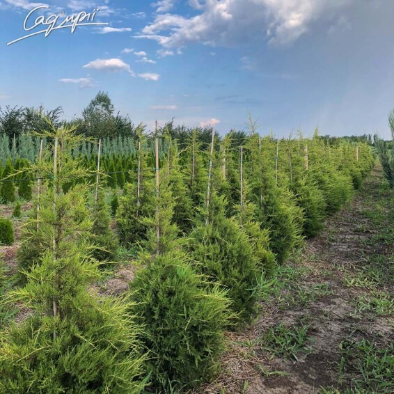 Ялівець китайський 'Kuriwao Gold' #9, WRB 200-250 - 10