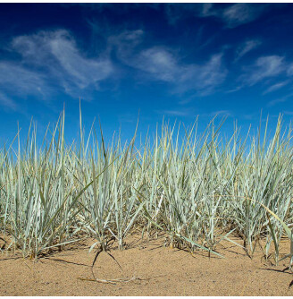 Колосняк песчаный