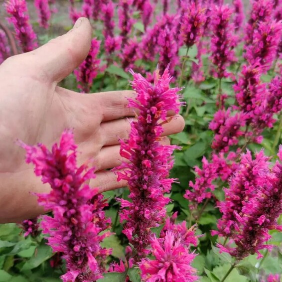 Агастахис (многоколосник) ‘Danish Delight’® PBR - 1