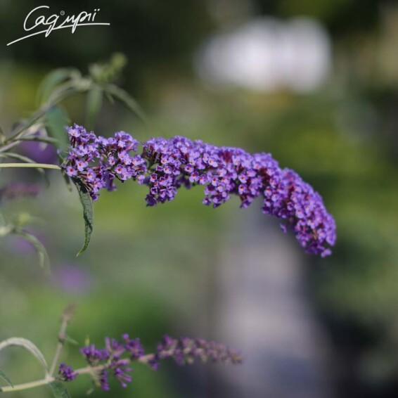 Буддлея Давида 'Nanho Blue' ® - 2 Буддлея Давида 'Nanho Blue' ® - 2