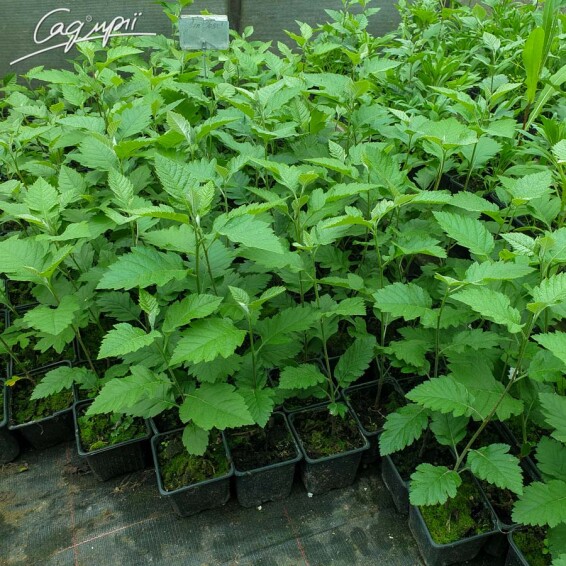 Горобина середня (скандинавська) #7, WRB 20--25 300-350 St. 1/2 - 5