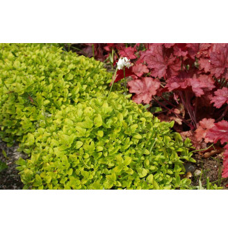 Материнка звичайна 'Aureum'