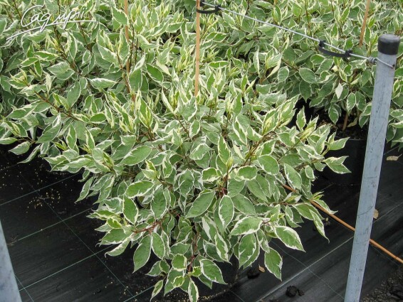 Дерен білий 'Elegantissima' - 6