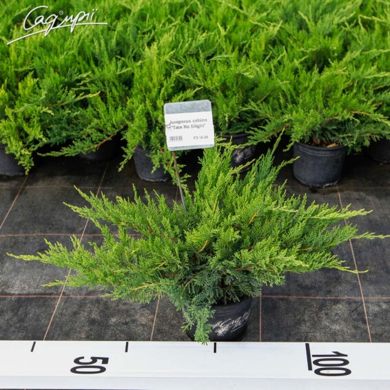 Можжевельник казацкий 'Tam No Blight' - 1