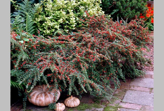 Коралловое чудо осеннего сада