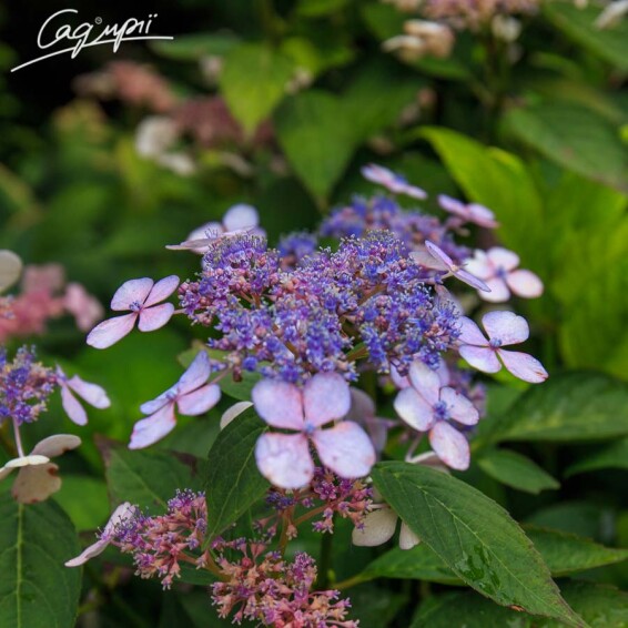 Гортензия крупнолистная 'Bluebird' - 4