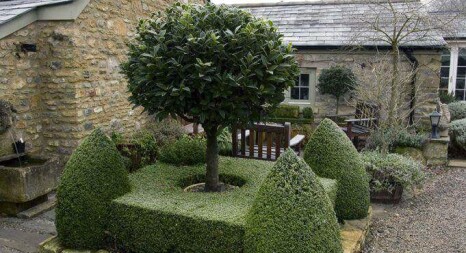 Формовані листяні рослини: бірючина, кизильник