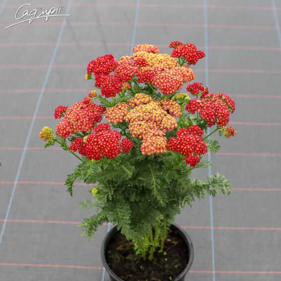 Тысячелистник гибридный 'Tutti-Frutti Pomegranate', p9 - - 5 Тысячелистник гибридный 'Tutti-Frutti Pomegranate', p9 - - 5