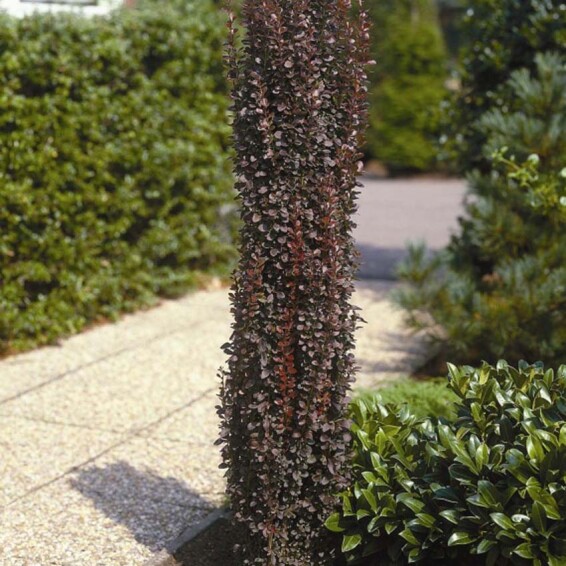 Барбарис Tунберга 'Helmond Pillar' - 1