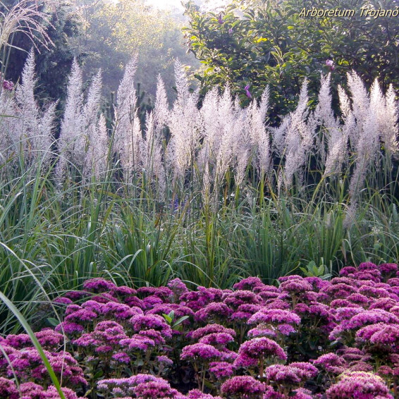 Вейник бриллиантовый (короткохохолковый) - 4 Вейник бриллиантовый (короткохохолковый) - 4