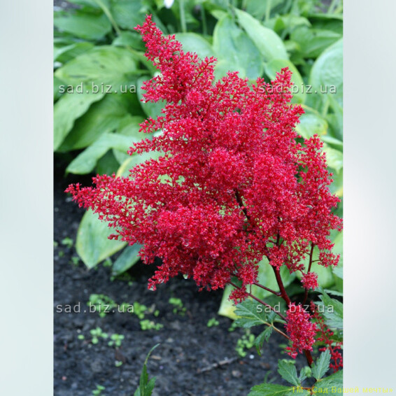 Астільба японьска ''Red Sentinel'® - 3
