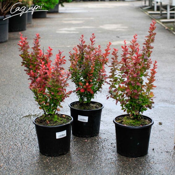 Барбарис Тунберга 'Red Rocket' #5, С12 100-150 - 2