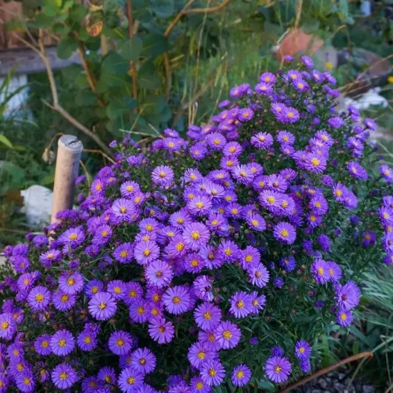 Айстра кущова 'Blaue Laguna' #1, С2 - - 5