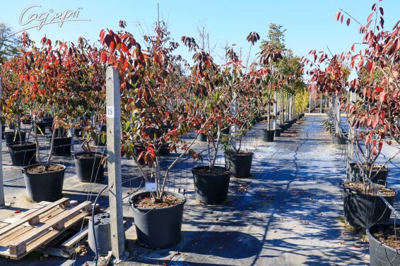 Ірга Ламарка - 10 Ірга Ламарка - 10