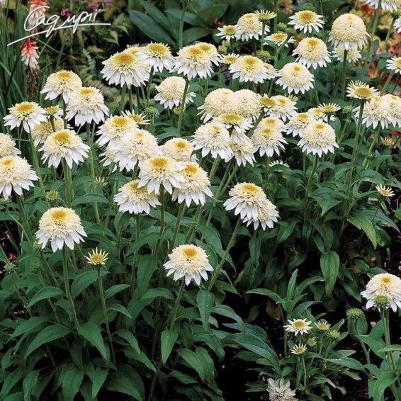 Ехінацея пурпурна 'White Double Delight'® #1, C2 - - 5